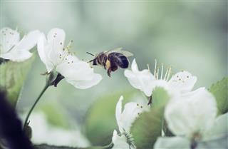 Honeybee pollinating cherry blossoms