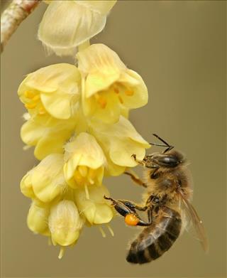 Bee with yellow flower