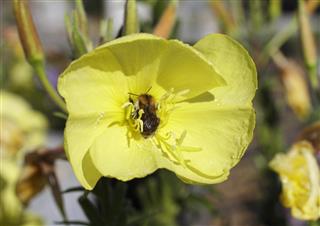 Bee pollinating yellow flower