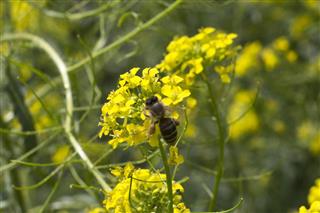 Bee and Mustard Flowers