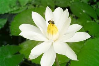 Bee Pollinating Water Lily Flower