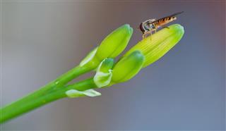 Parasitic wasp on a daylily bud