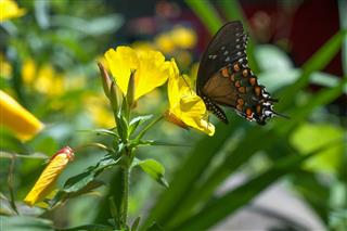 Swallowtail on primrose