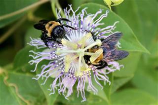 Two Bumblebees on Passion Flower