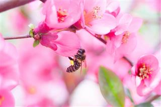Bee pollinates gentle Pink flower