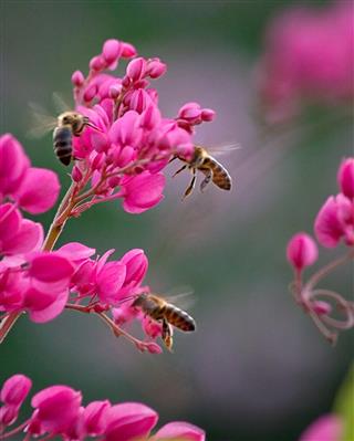 Bees on climbing plant
