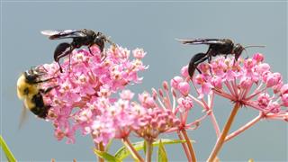 Wasps and Bee Harvesting Nectar from Pink Flowers