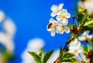 Bee pollinates flowers of apple tree