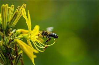 Flying bee pollinating yellow flower