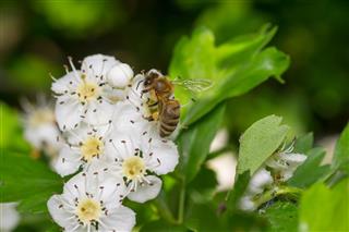 Bee gathering pollen on bird cherry tree