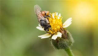 Honeybee Gathering Pollen