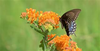 Swallowtail Butterfly on Milkweed
