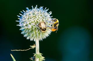 Pair of bees pollinating a blue globe thistle