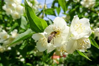 Bee on flowers of jasmine