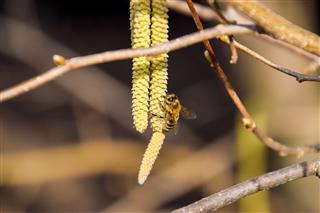 Pollination by bees earrings hazelnut