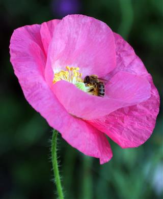 Honeybee Pollinating a Pink Poppy