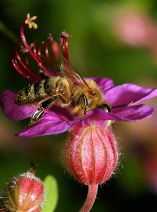 Bee gathering pollen on flower
