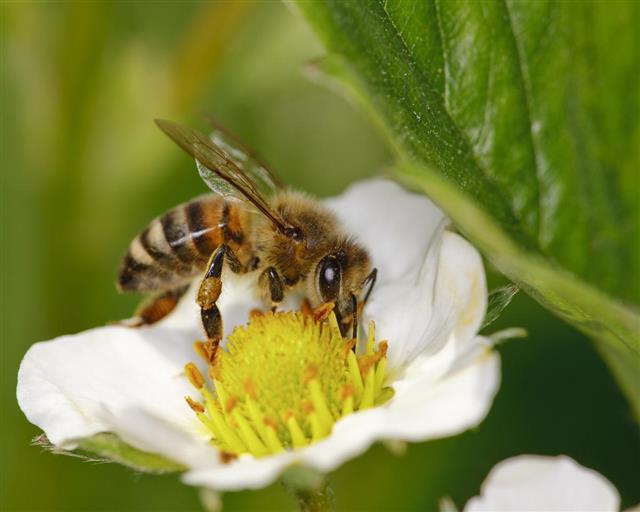 Honeybee on Strawberry Flower