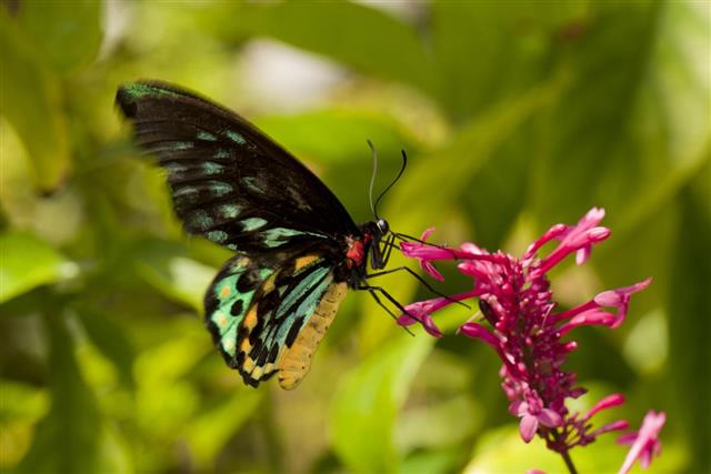 Pollination - Common Birdwing Butterfly