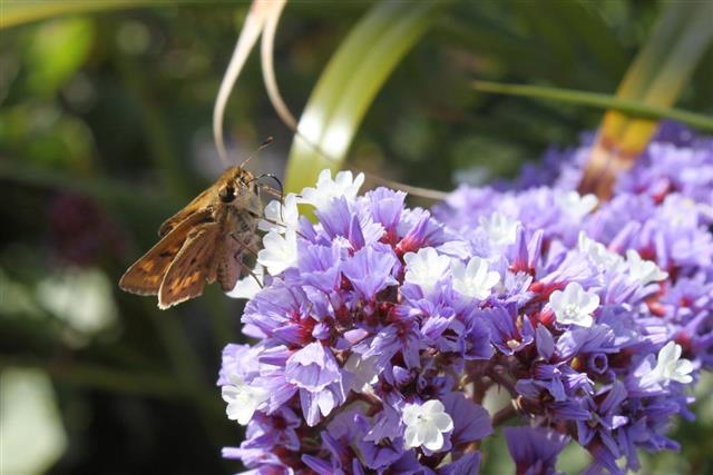 Butterfly Sampling Purple Flower's Nectar