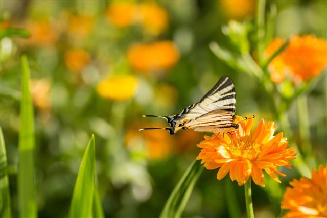 butterfly sitting on marigold flower