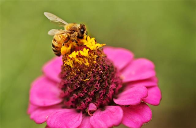 honeybee pollinating pink Zinnia flower
