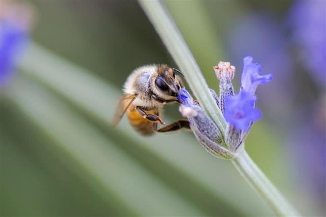 Honeybee Pollinating