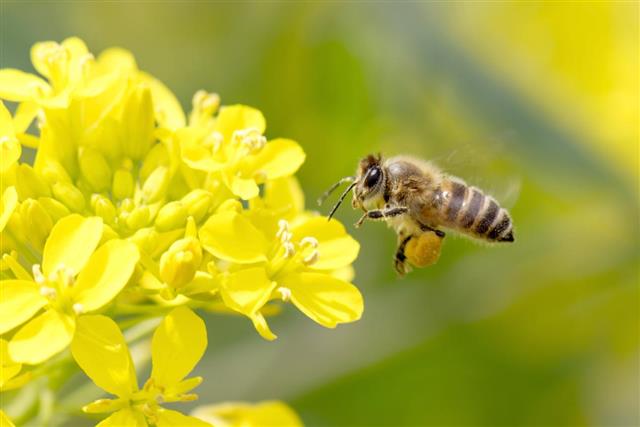 Honeybee Pollinating
