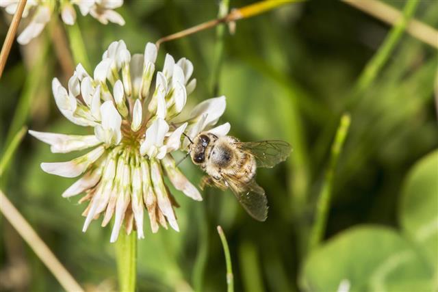 Honeybee gathering pollen from a trefoil flower