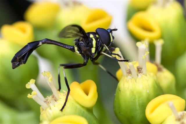 Wasp pollinating flower closeup