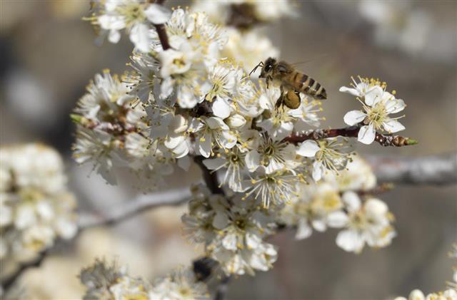 Honeybee pollinate plum tree