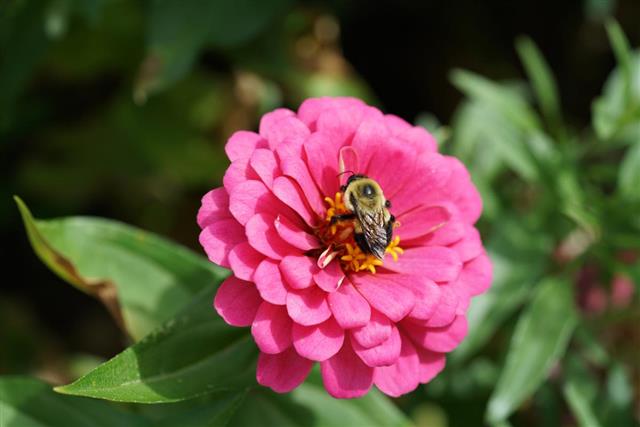 Pink Zinnia flower pollinated by bumblebee