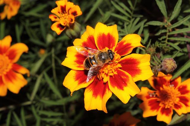 Bee and marigold flower