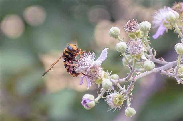 Hornet pollinating beautiful flower of mulberry