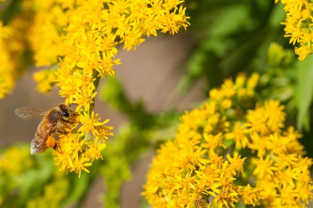 Honeybees collects pollen