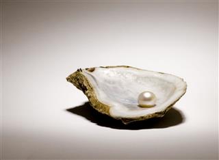 Singe Pearl In An Oyster Shell