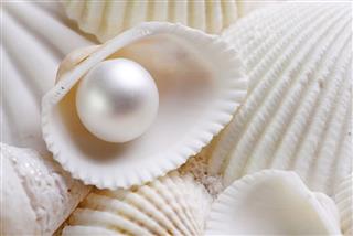 White Seashells With Pearl
