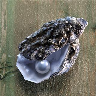 Pearl In Oyster Shell