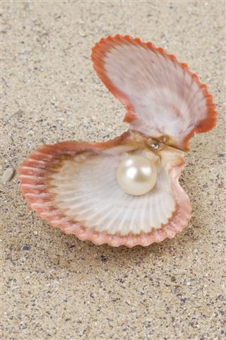 Pearl In Shell