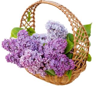 Beautiful lilac flowers in basket