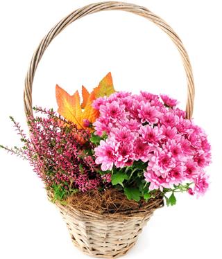 Basket with autumn plants