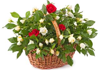 basket of white and red roses