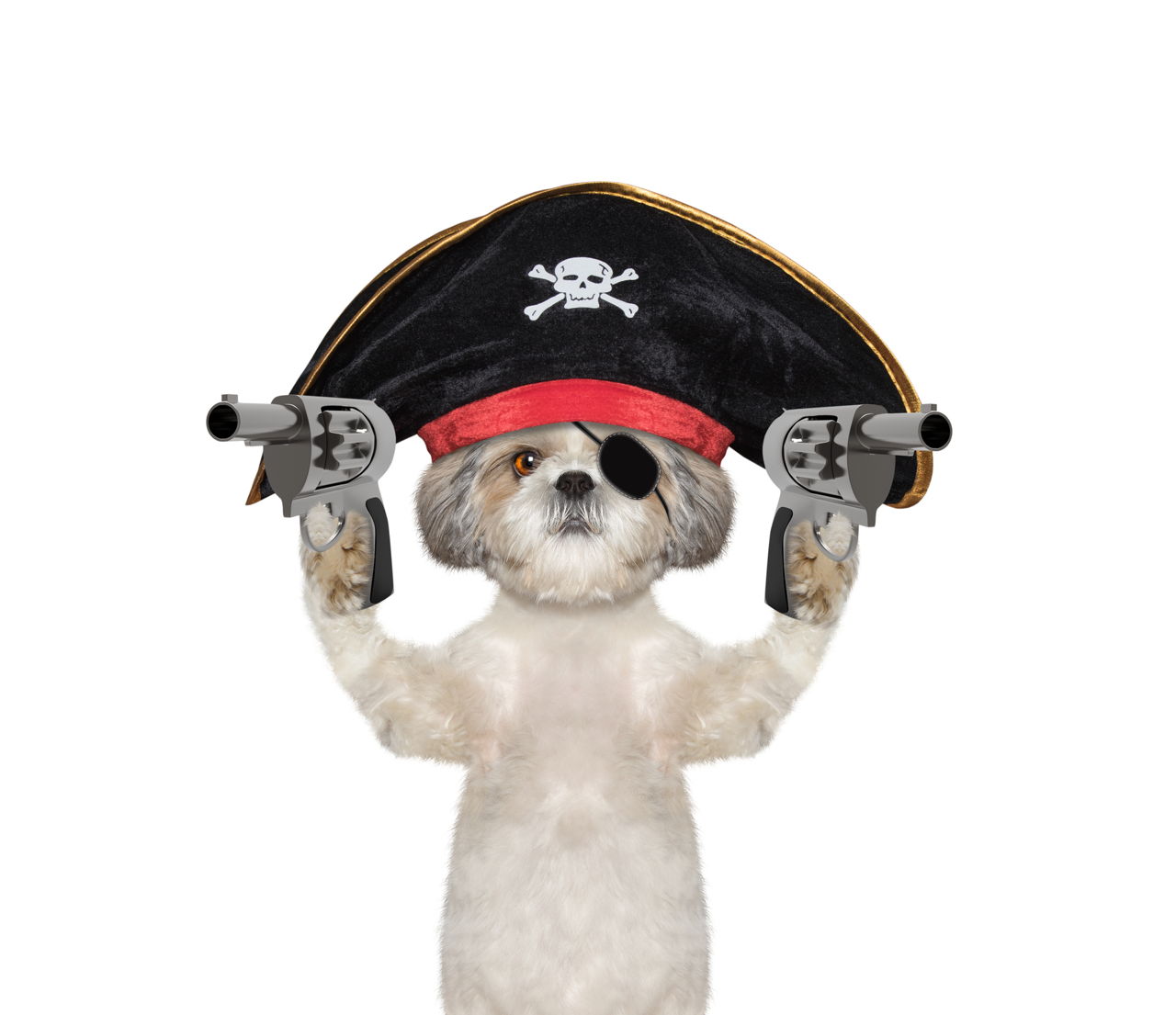 1280-617588322-dog-in-a-pirate-costume-w