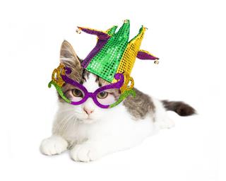 Kitten Wearing Mardi Gras Hat
