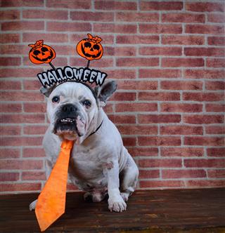 Bulldog With Halloween Props