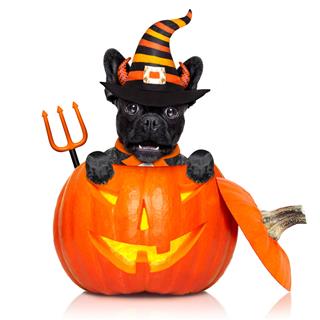Halloween Pumpkin Witch Dog