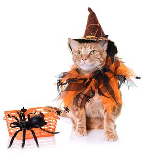 Ginger Cat And Halloween