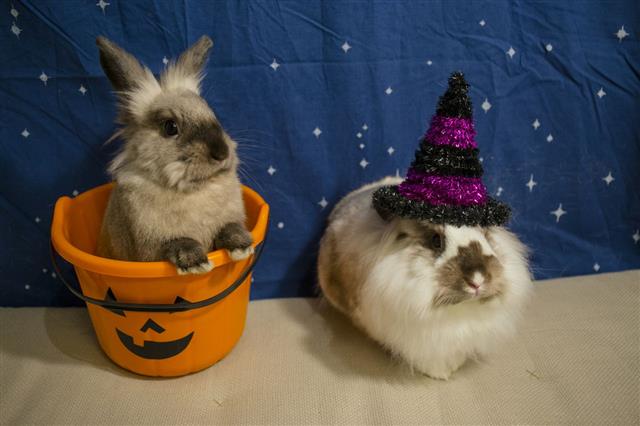 Bunnies Dressed Up For Halloween