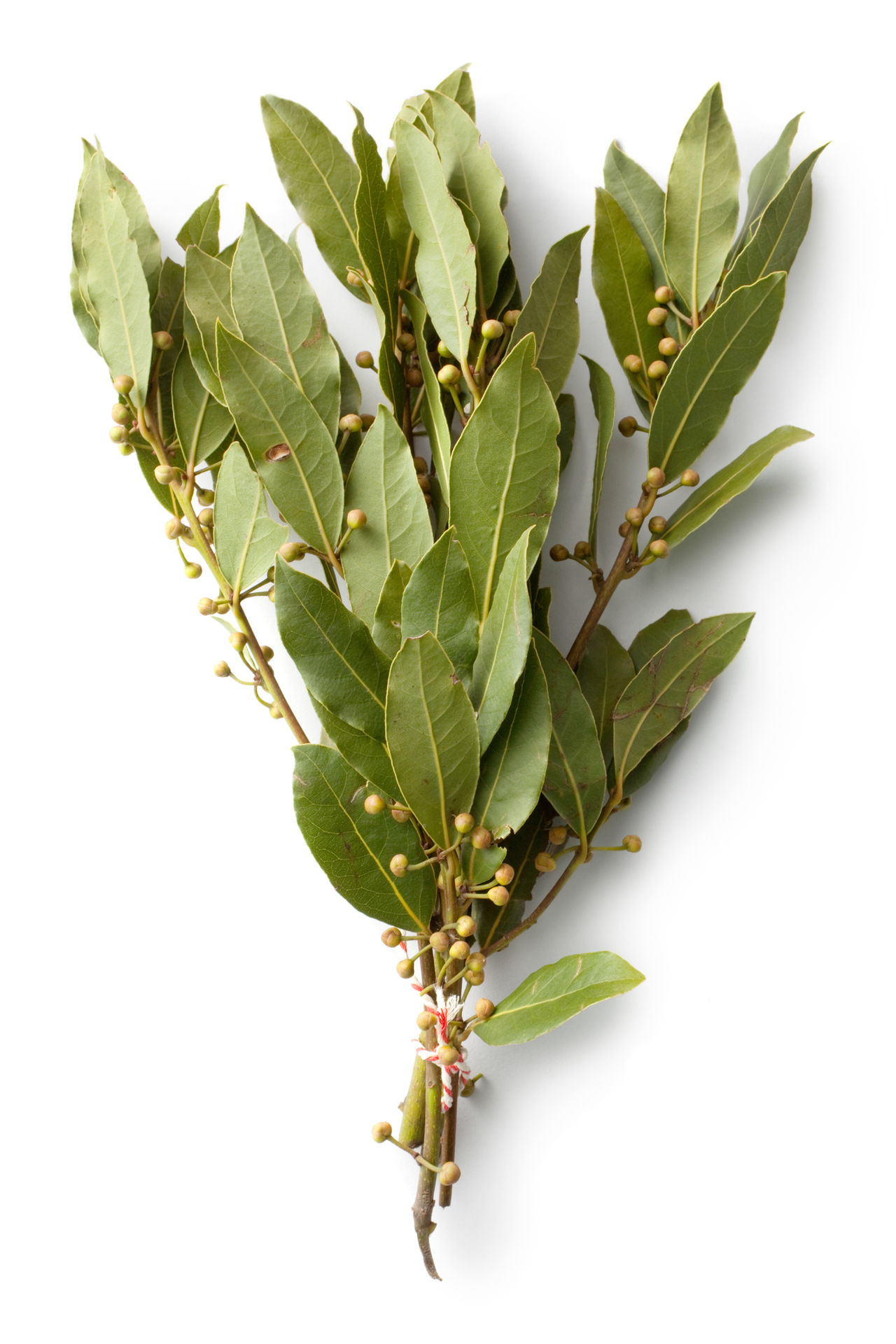 Prominent Facts About Laurel Leaves Symbolism and