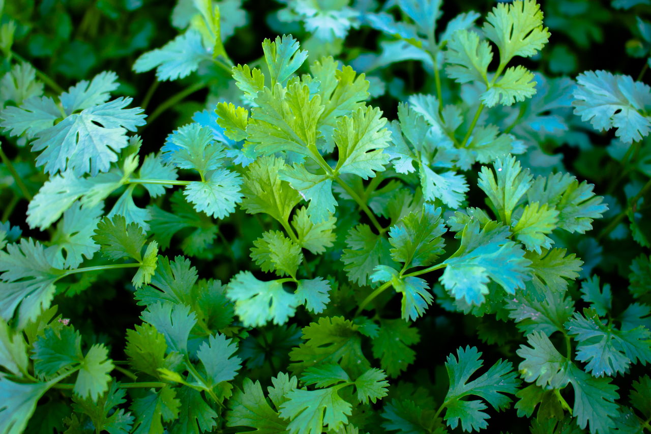 Great Substitutes For Parsley You May Have Never Thought Of Tastessence